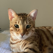 Profile Picture of Andrew Sim (@andrewsim1584) on Youtube