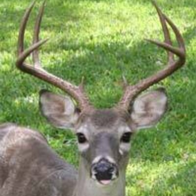 Profile Picture of Greg Moore (@ArrowArchery) on Twitter