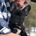 Profile Picture of Jack [The Frenchie] Moser (@jackmosersf) on Instagram