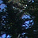 Profile Picture of Catherine Thompson (@chihuahua mamma1961) on Flickr