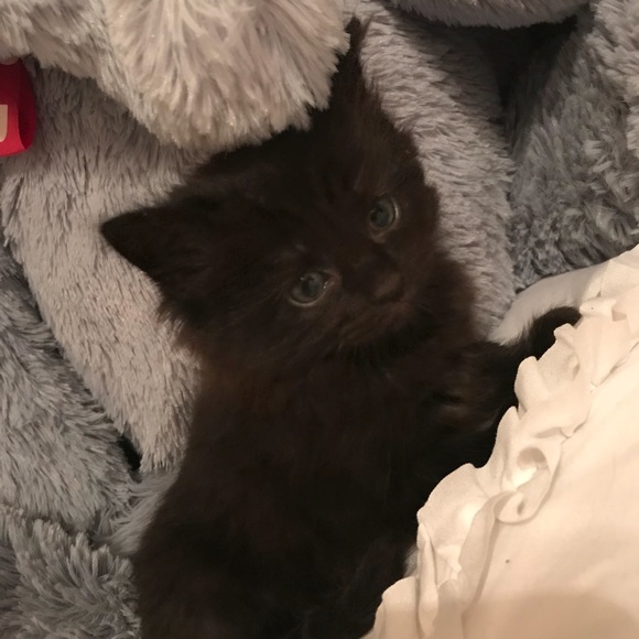 Profile Picture of Joey Torrez (@joeytorrez23) on Poshmark