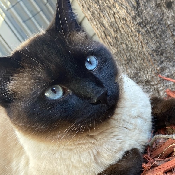 Profile Picture of Seraphina Keahon (@serbear883) on Poshmark