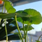 Profile Picture of Alina Pawlus (@Alina-Pawlus) on Facebook