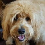 Profile Picture of Debbie Mcmichael (@debbiemcmic) on Instagram