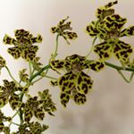 Iris Kaneshiro - Instagram Profile Picture of Iris Kaneshiro (@ikaneshiro) on Instagram