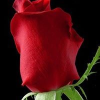 Profile Picture of Rose Neeble (@rose-neeble) on Quora