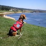 Profile Picture of Dawn Marando (@beagles_n_cockers) on Instagram