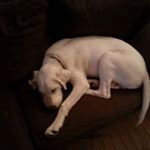 Profile Picture of Andrew Ruttan (@andrewruttan) on Instagram