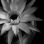 Profile Picture of Davide Rancati (@daviderancati1) on Flickr