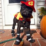 Profile Picture of Clarence Bruce (@clarencebrucethedog) on Instagram