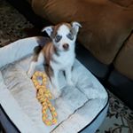 Profile Picture of Ace Thomas (@acethenutcase) on Instagram