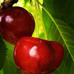 Profile Picture of Sheila Kaye (@myshefalife) on Instagram