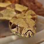 Profile Picture of Dillon (@hilltown_exotics_and_feeders) on Instagram