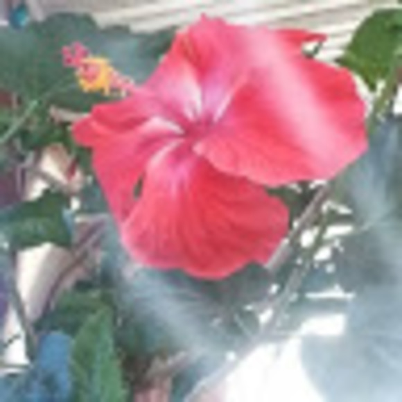 Profile Picture of Nicole Ferrell (@nikkiferrell78) on Poshmark