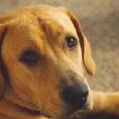 Profile Picture of Lucy Tracy (@Lucyus71) on Twitter