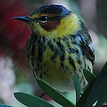 Profile Picture of Shirley Farrell (@shirfarr) on Flickr