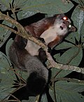 Profile Picture of Red giant flying squirrelon Wikipedia