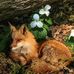 Profile Picture of Olha Fox (@olha.fox.9) on Facebook