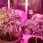 Profile Picture of Darren Bunting (@darrenbunting_) on Instagram