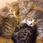Profile Picture of Karyn And Lisas Foster Animals (@kandlfoster) on Instagram