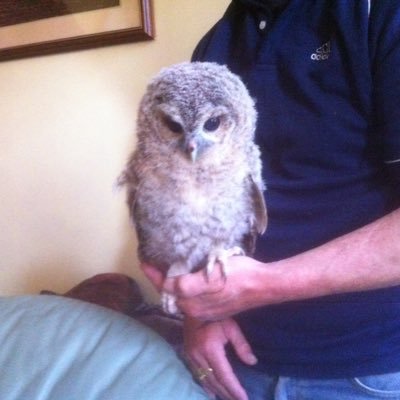 Profile Picture of Sean Lenaghan (@budgiemick) on Twitter