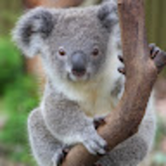 Profile Picture of Victoria Scarbrough (@victoriascarbro) on Poshmark