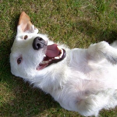 Profile Picture of Ernie Bush (@ErnieTerrier) on Twitter