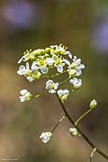 Profile Picture of Lepidium jarediion Wikipedia