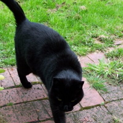 Profile Picture of Wendy Allen (@anniecatkins) on Twitter