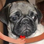 Profile Picture of Indra Maharaj (@indra.maharaj.1217) on Instagram