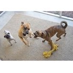 Profile Picture of Harper, Gus & Kevin (@therealthreepupmigos) on Instagram