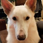 Profile Picture of 𝔹𝕠𝕓𝕓𝕚𝕖|| White German Shepard (@bobbie_the_wgsd) on Instagram