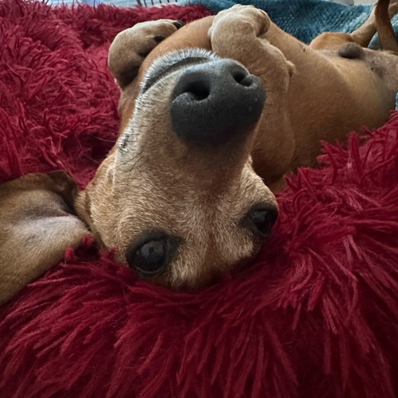 Profile Picture of Ryan Hughitt (@blueridgebass) on Poshmark