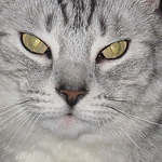 Profile Picture of Michelle Romaniuk (@michelle romaniuk) on Flickr