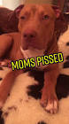 Profile Picture of   Canelo Da Pup... (@canelodapup) on Tiktok