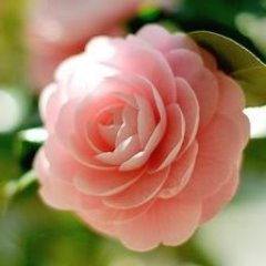 Profile Picture of Danielle Faust (@yellowroses271) on Twitter