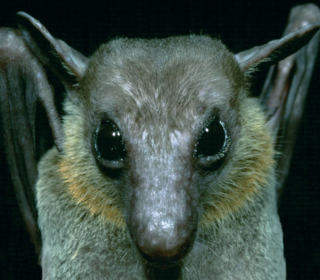 Profile Picture of Cave nectar baton Wikipedia