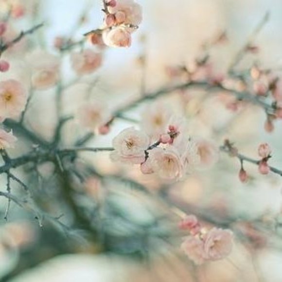 Profile Picture of Danyella Olari (@danyella_marian) on Poshmark