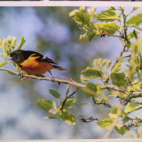 Profile Picture of Bella Ramirez (@bellaramirez644) on Poshmark