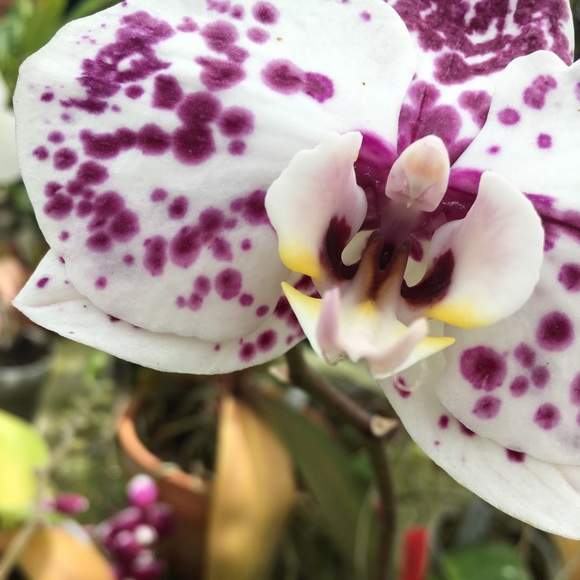 Profile Picture of Halsten Poppell (@halsten_poppell) on Poshmark