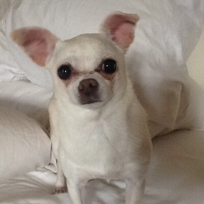 Profile Picture of Kelly Brandt (@KellyBrandt4) on Twitter