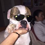 Profile Picture of Gus and Lola Williams-Girardin (@goostav_lolly) on Instagram