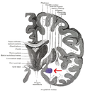 Profile Picture of Basolateral amygdalaon Wikipedia