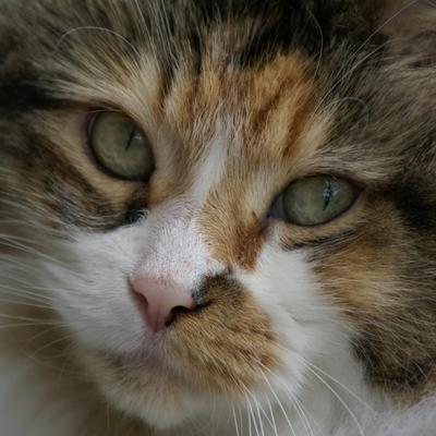 Profile Picture of Amanda Willey (@amandaw92853282) on Twitter