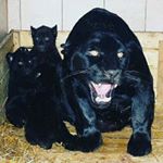 Profile Picture of БОГИРА (@bogira67) on Instagram