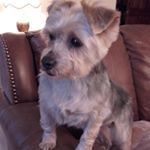 Profile Picture of Susan Rutter (@suehelmsdale) on Instagram