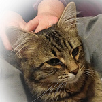 Profile Picture of Mark Neath (@lowcountrycat) on Flickr