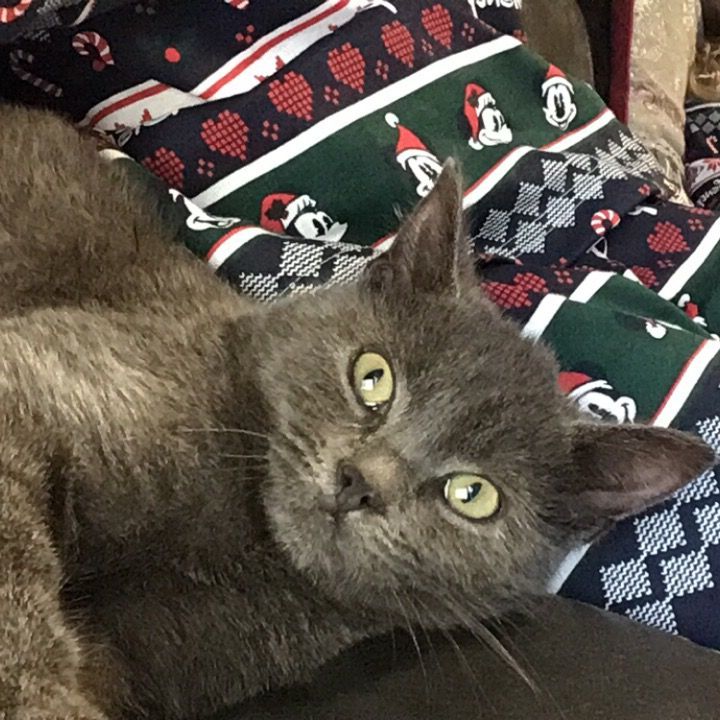 Profile Picture of JessicaMcdonnel (@jessicamcdonnel) on Tiktok