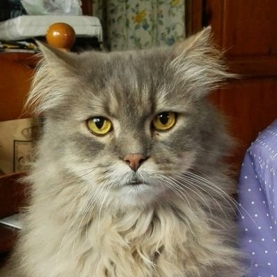 Profile Picture of Vera Lucia Lueso De (@DeLueso) on Twitter