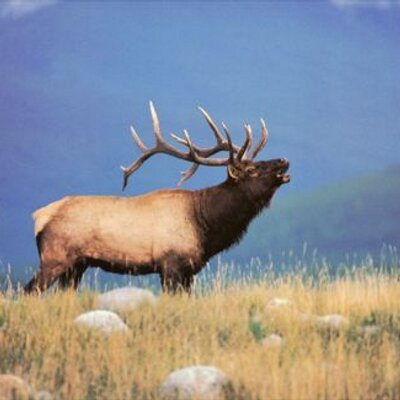 Profile Picture of Robert Cassels (@revump2) on Twitter